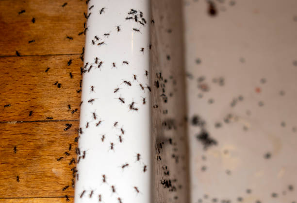 Best Best Pest Control Companies  in Beach City, TX
